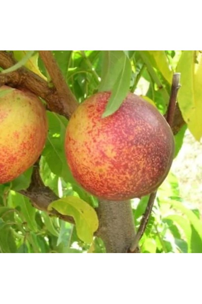 Prunus persica / nucipersica Snow Queen